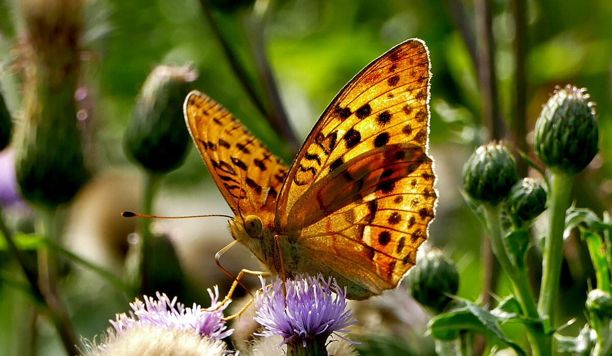 опять про бабочек...484 - Александр Прокудин