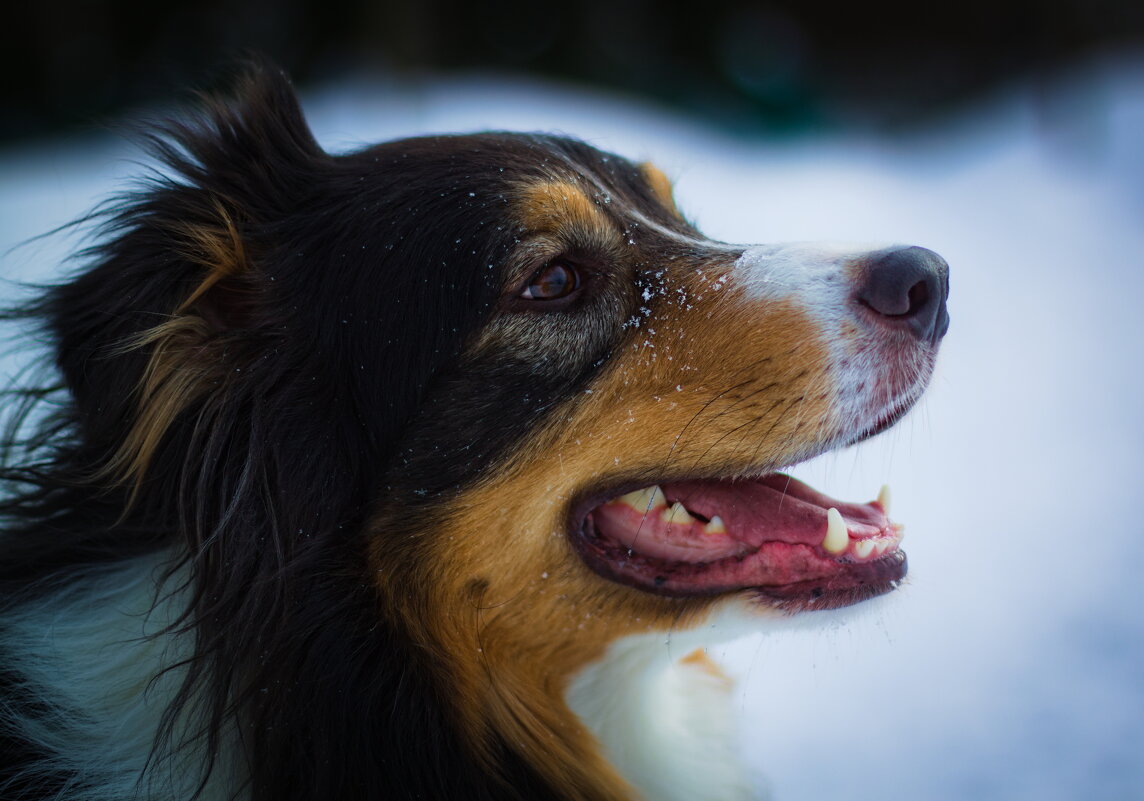 "Фантом" - Артём Евтюхов