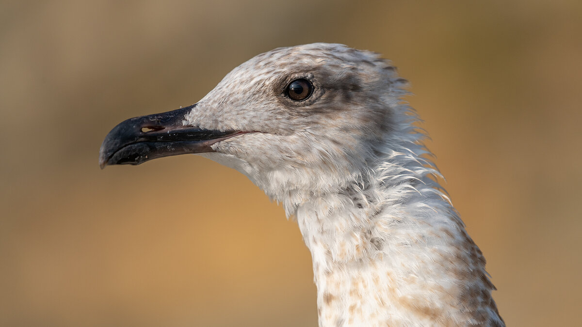 Портрет на морском берегу - Владимир Лазарев Портрет на морском берегу - Владимир Лазарев