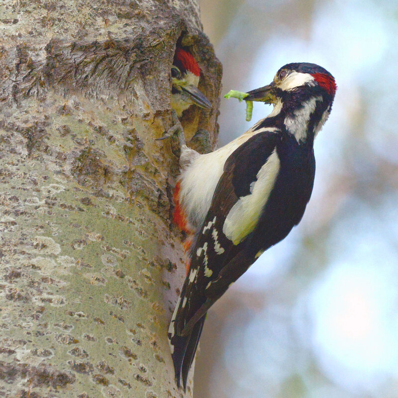 А вот и завтрак! - Михаил Белоусов