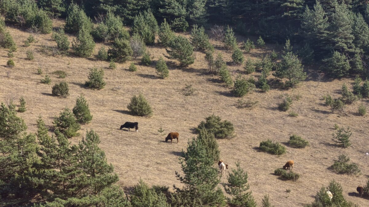 На пастбище в горах - Мариша 