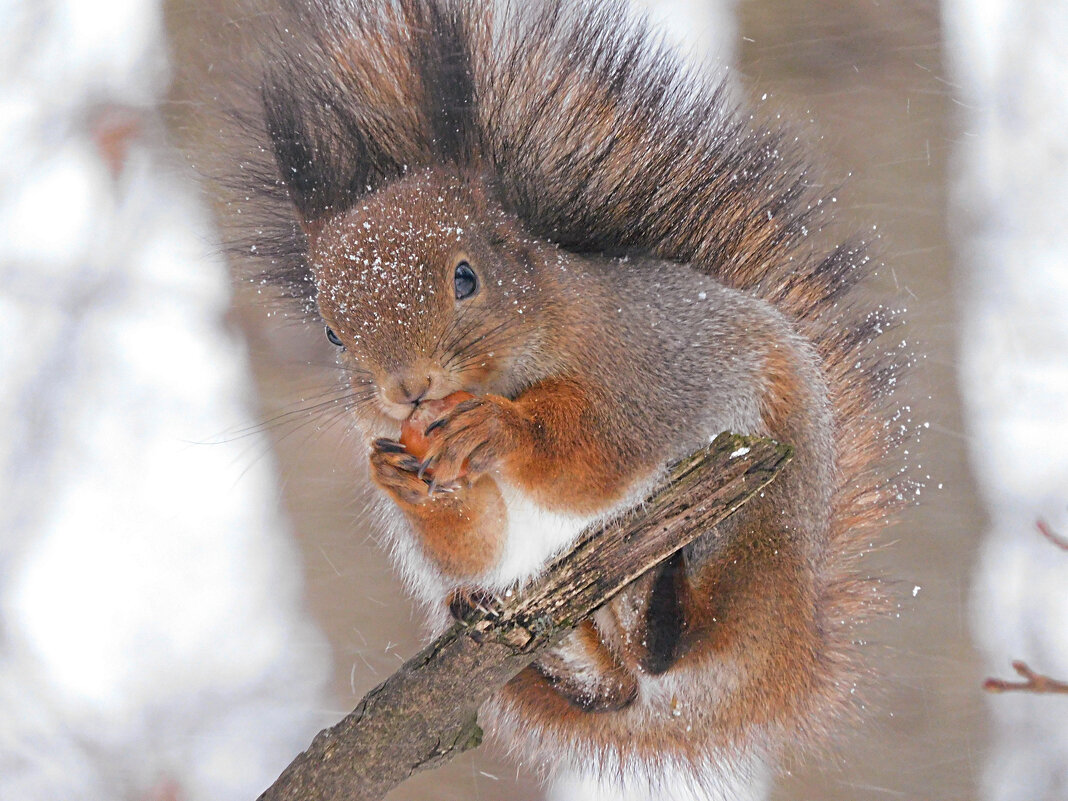 Белка - Лина 