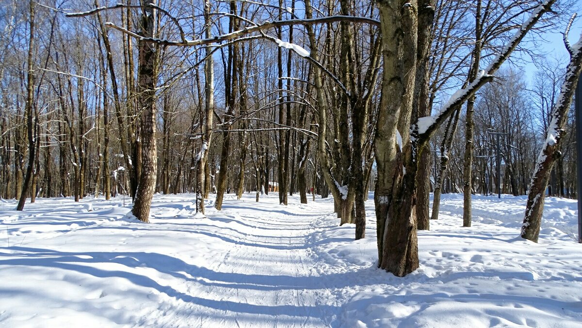 Городской парк в конце зимы. - Милешкин Владимир Алексеевич 