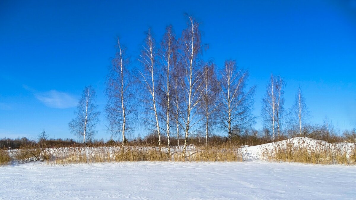 Берёзы ждут весны. - Милешкин Владимир Алексеевич 