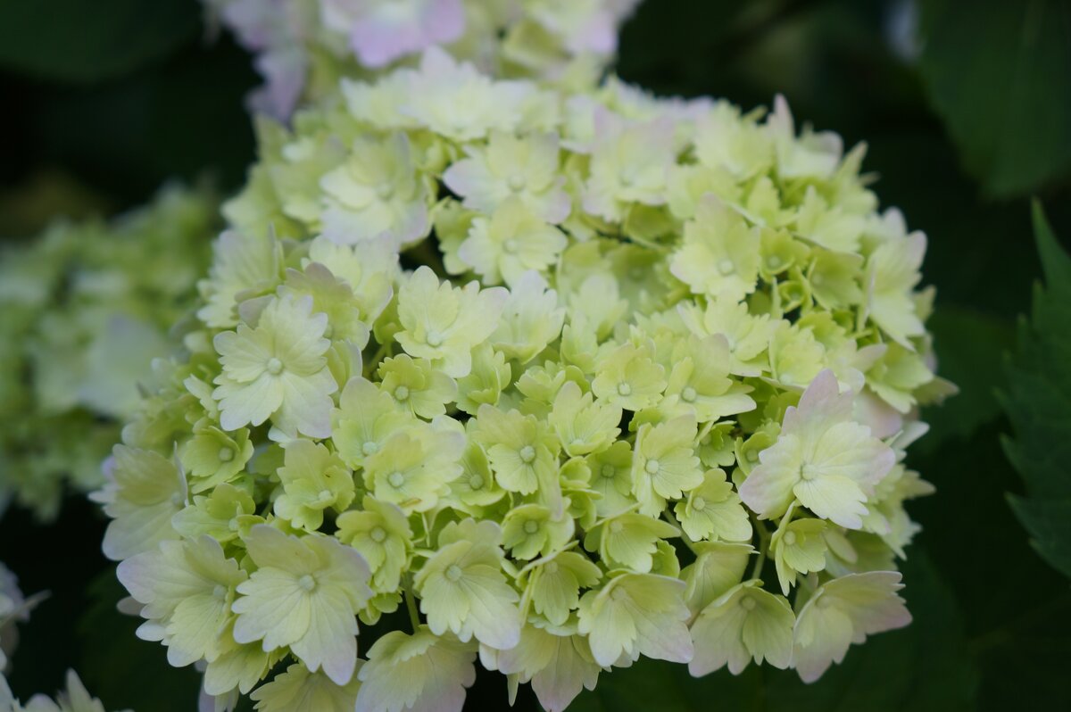 Защитники Отечества, с праздником ! - Алёна Савина