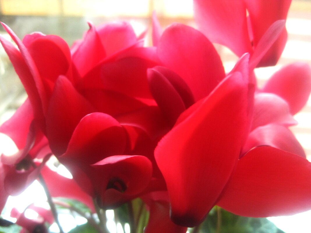 ЗАЩИТНИКАМ ОТЕЧЕСТВА! СЧАСТЬЯ, МИРА, ДОБРА! - Елена Семигина