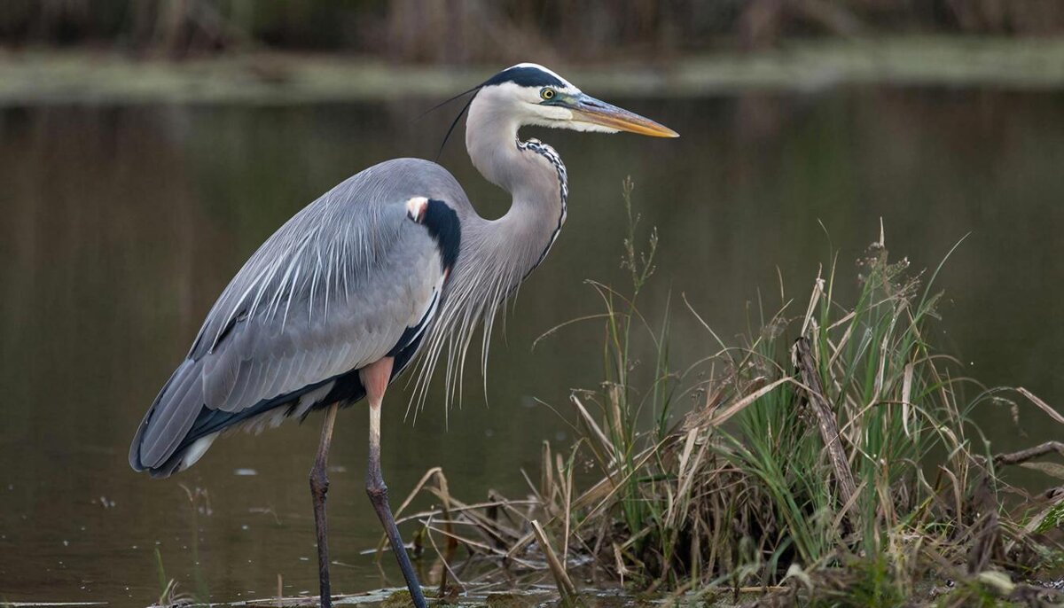Птицы - СЕРГЕЙ ФИЛОЧКИН