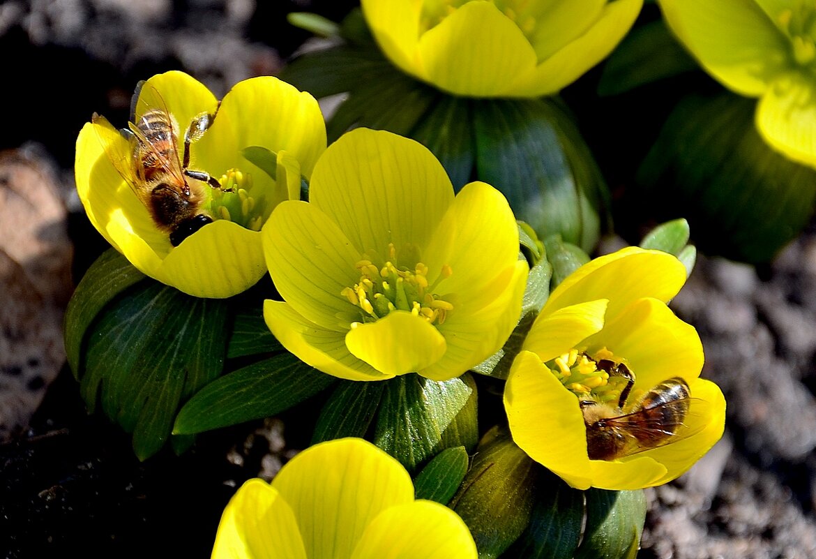 скоро весна! - Aleksandr . скоро весна! - Aleksandr .