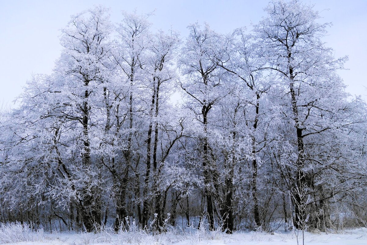 Морозное дыхание зимы - Рита Симонова