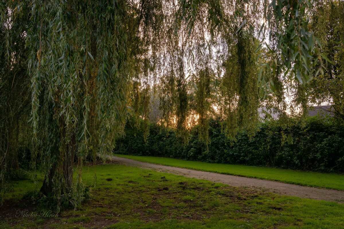 Занавеска из ивы... - Николай Гирш