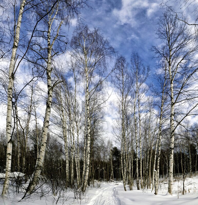 Березки - Oleg S Березки - Oleg S