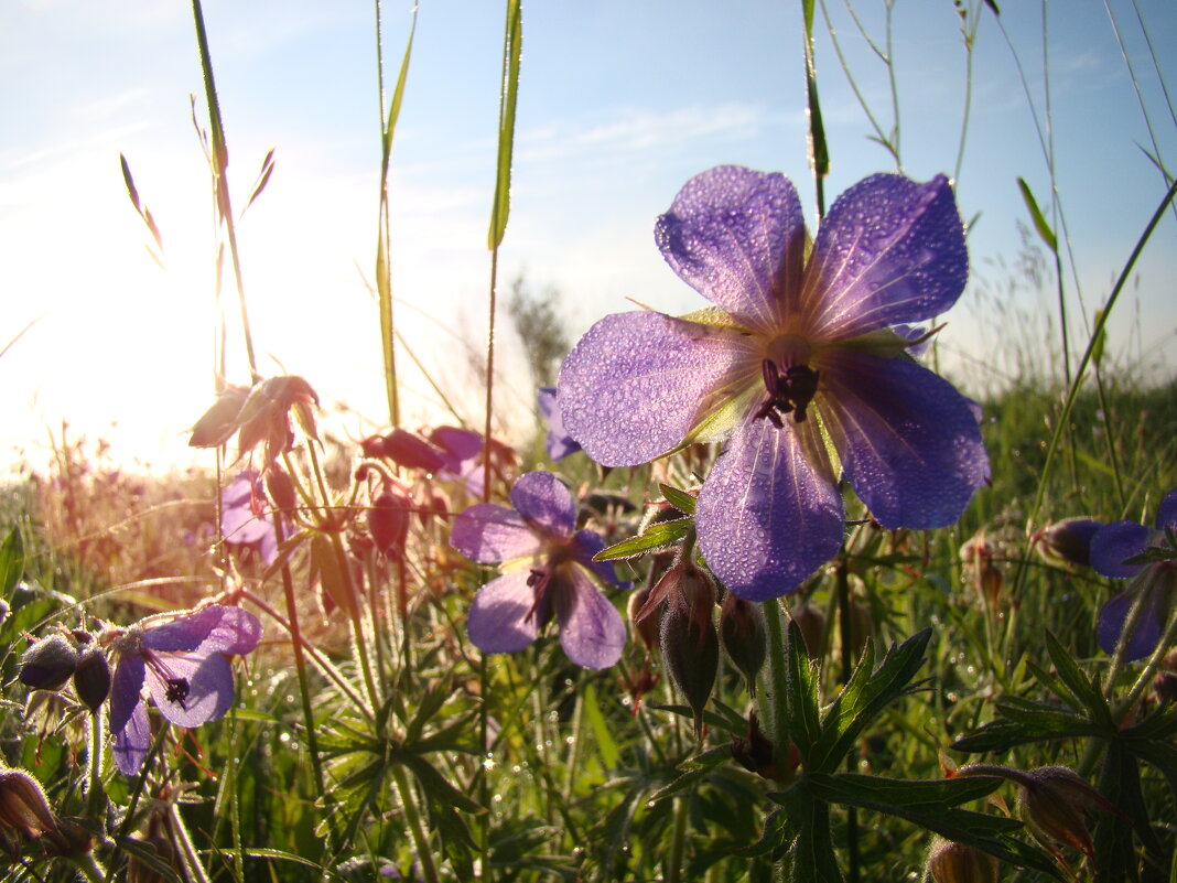 Луговые цветы - Prizrak 777