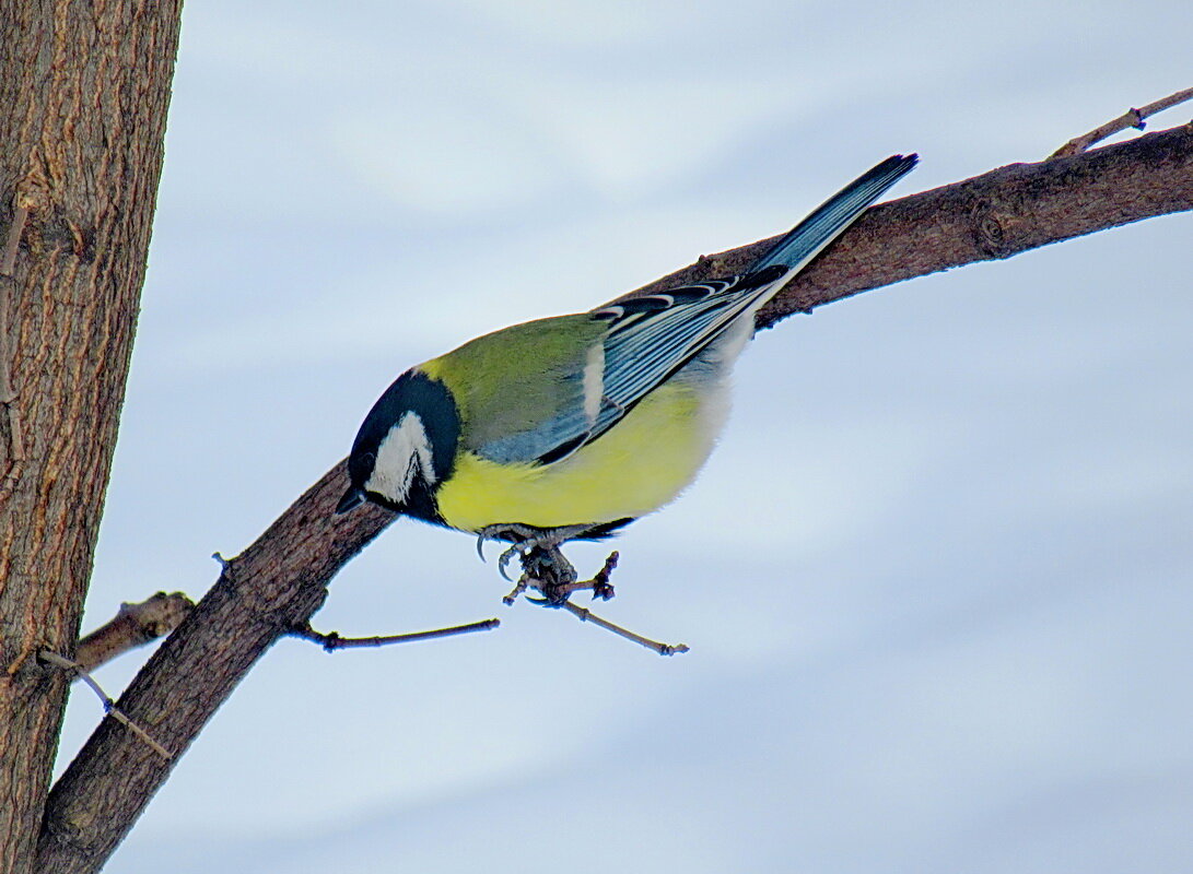 На самой тонкой веточке - Александр Чеботарь На самой тонкой веточке - Александр Чеботарь