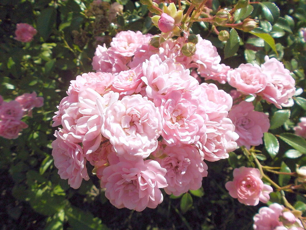 Розовые розы... - VasiLina *