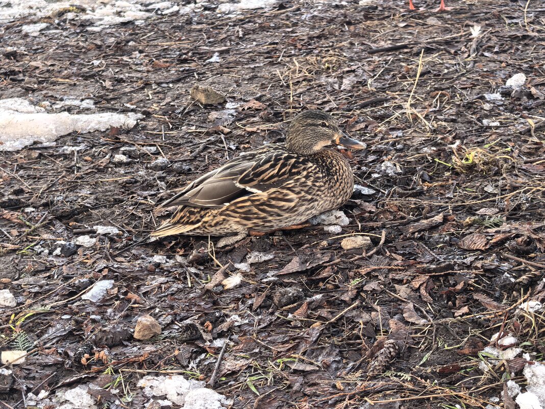 Удачный момент... - Olga Oskolkova