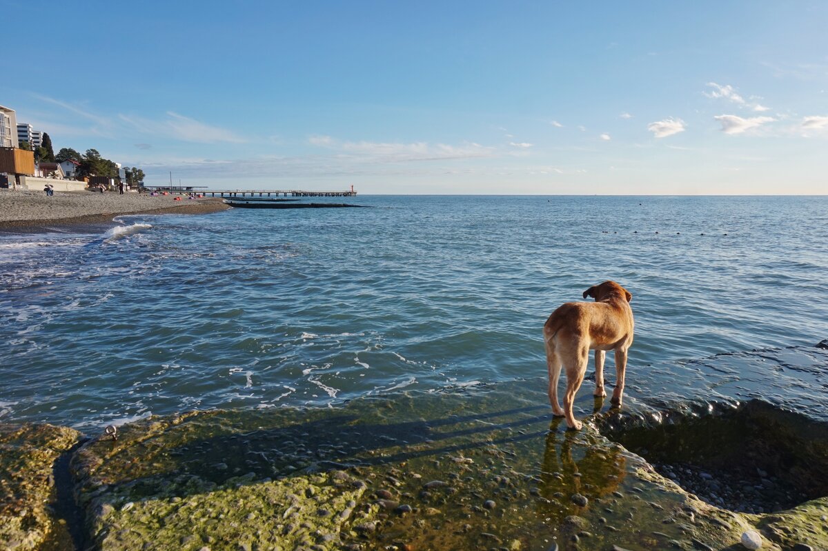 Ожидание - Nataly St. 