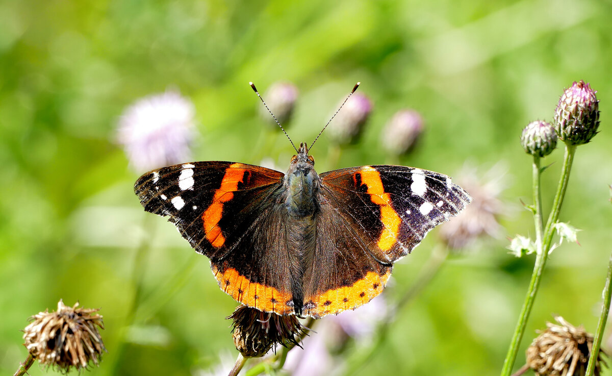 опять про бабочек...488 - Александр Прокудин