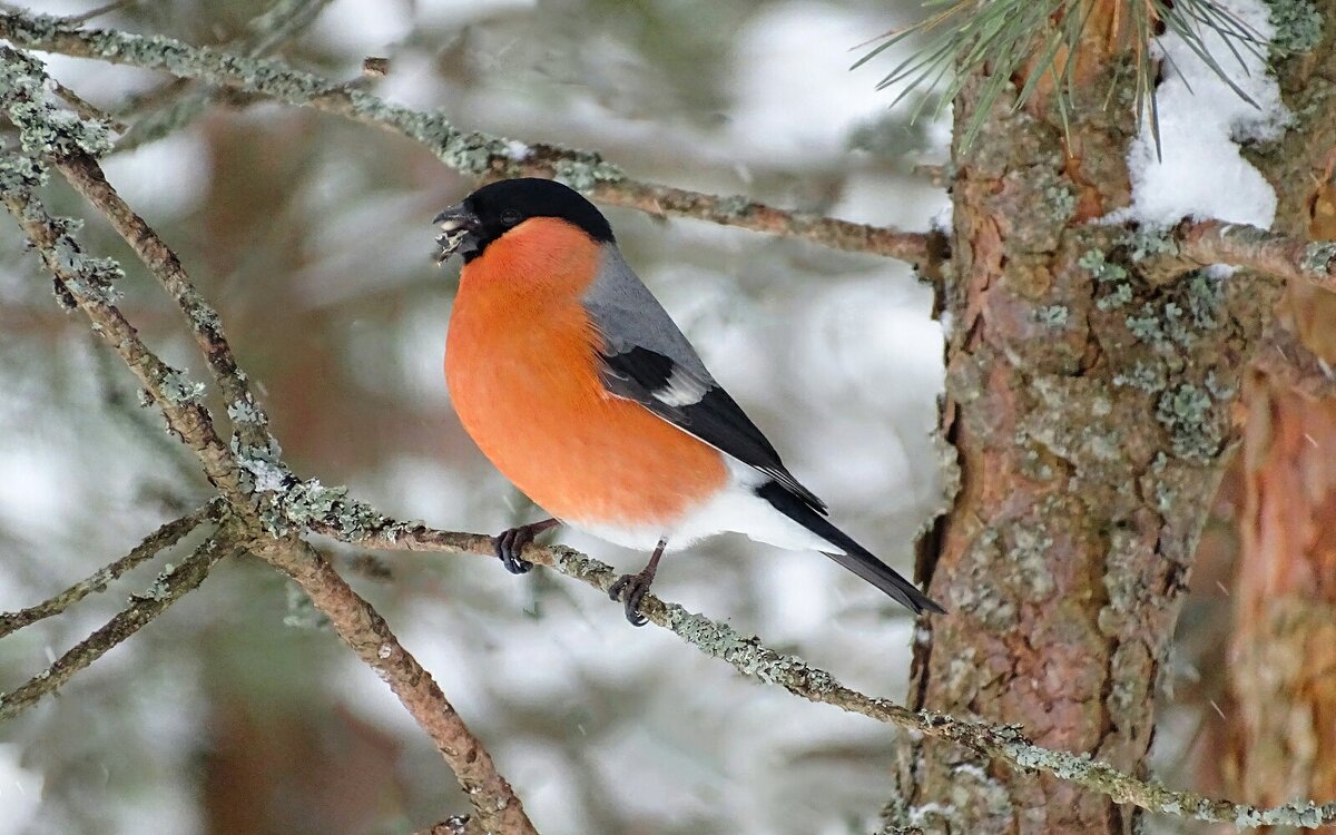 Лесной красавец - снегирь - Милешкин Владимир Алексеевич 