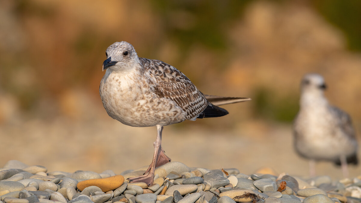 На морском берегу. Чайки. - Владимир Лазарев На морском берегу. Чайки. - Владимир Лазарев