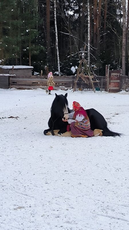 Четвероногие артисты. - Ольга 
