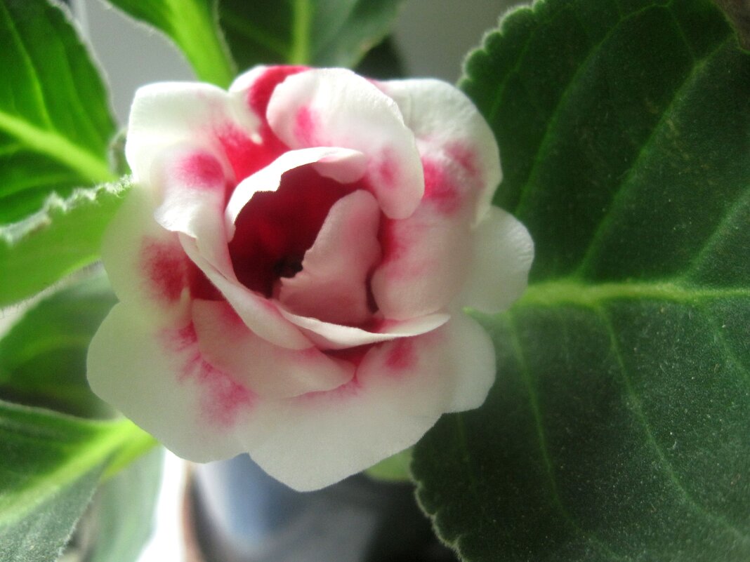 Глоксиния - Елена Семигина