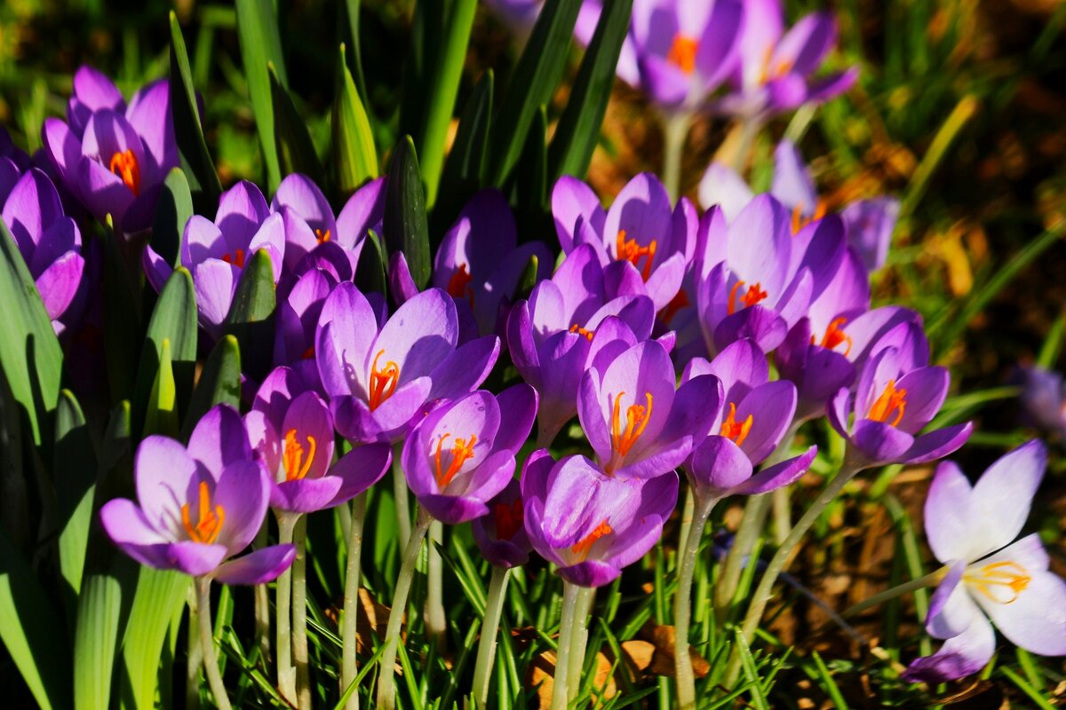 Доброе утро - Юрий. Шмаков