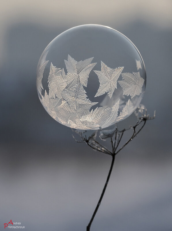 Шарик - Андрей Пристяжнюк