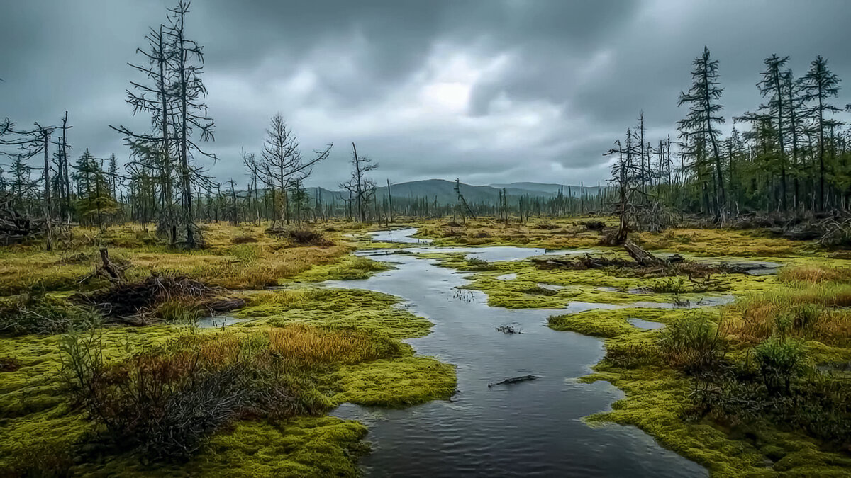 Болото в тайге - Aleksey Afonin