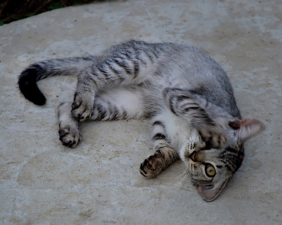 Кто? ...кто?..." ну не ел я...сметанки... - Надежда Куркина 