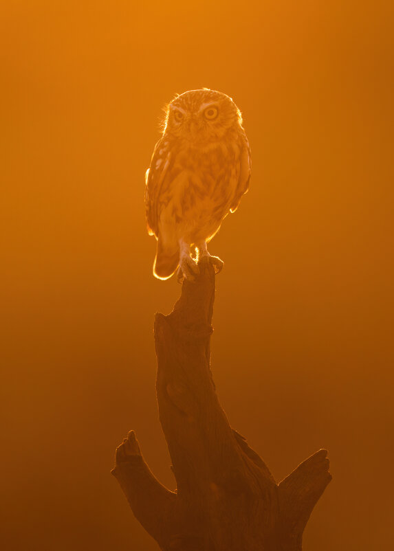 *** - Евгений Фруман