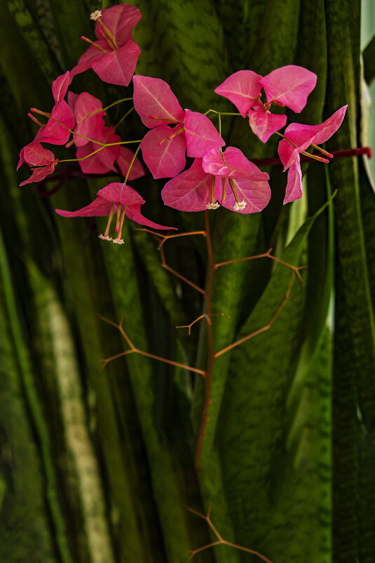 Цветы на окне - Анатолий Чикчирный