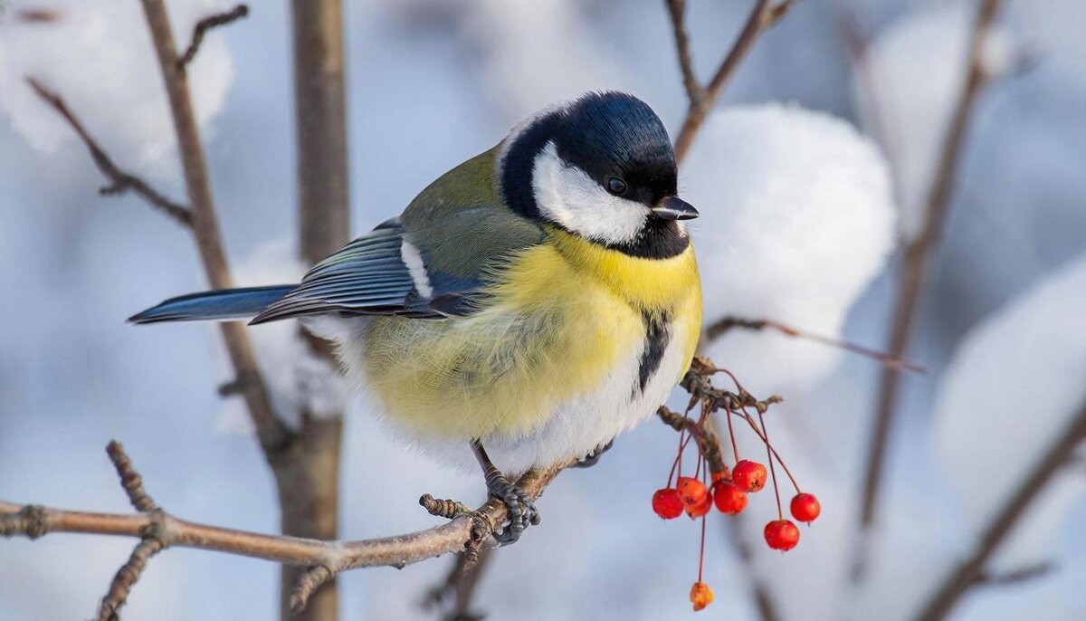 Птицы - СЕРГЕЙ ФИЛОЧКИН