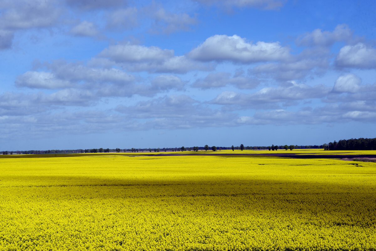 Цветёт рапс. - Константин Белоногов