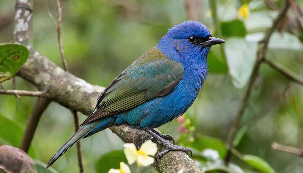 Птицы - СЕРГЕЙ ФИЛОЧКИН