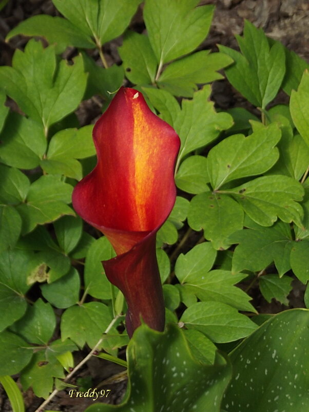 Калла - Freddy 97