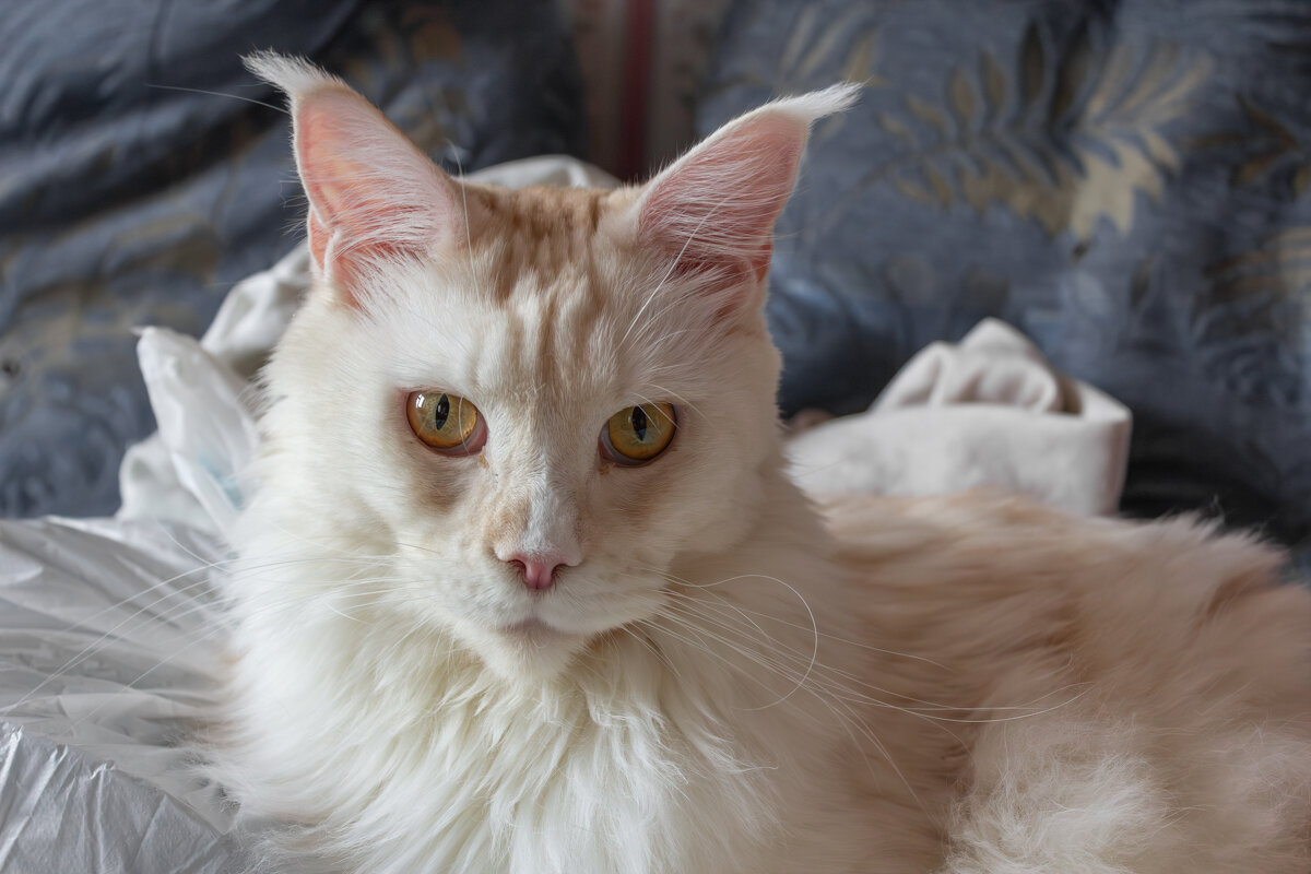 Эльза. - Борис Калитенко