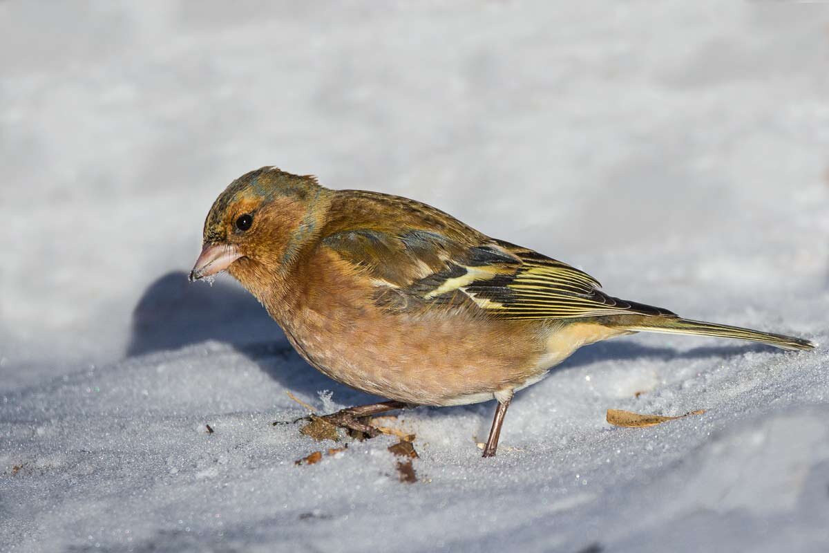 Зяблик. - Nikolay Lovec