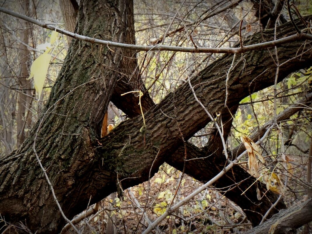 мистер икс - Aндрей Антонов