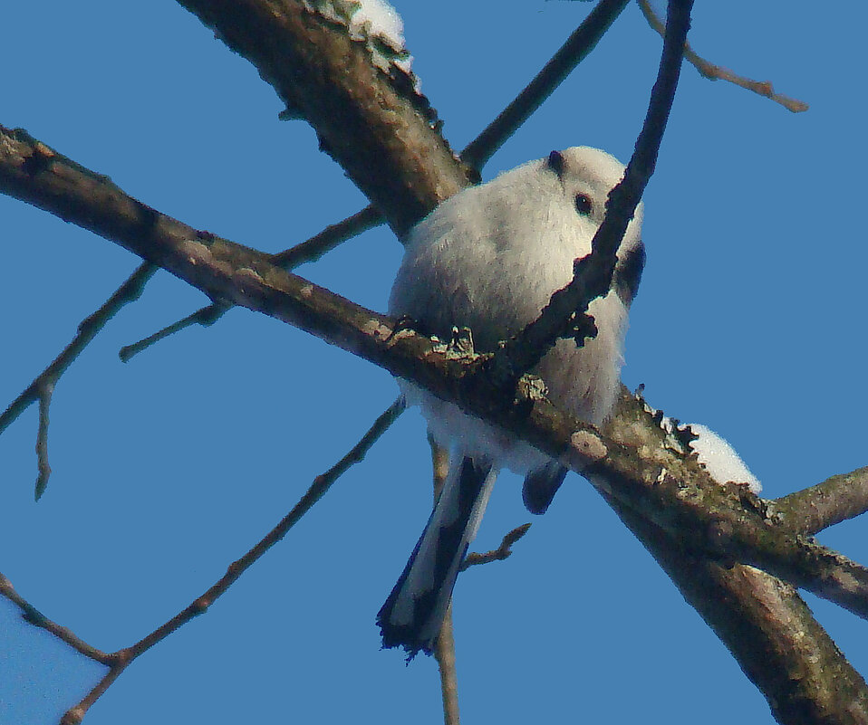 ополовник - gawrilа - dan