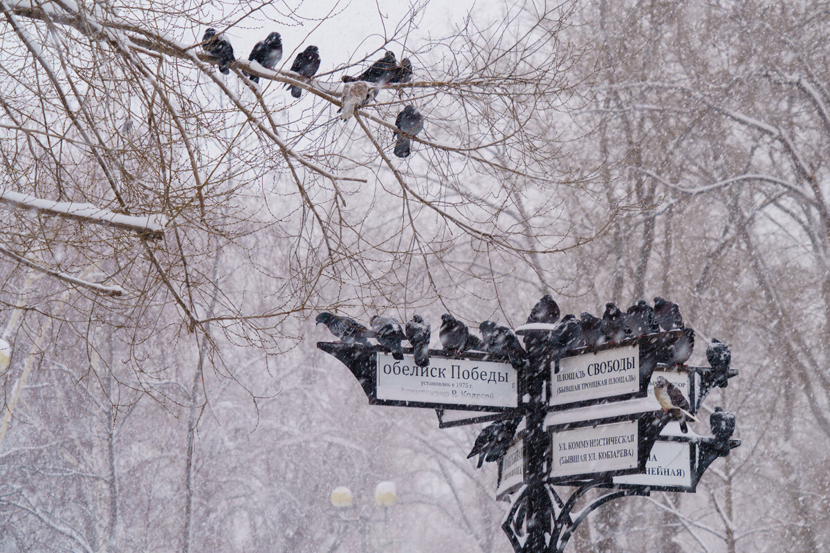 Нелётная погода. - Владимир А.Р. 
