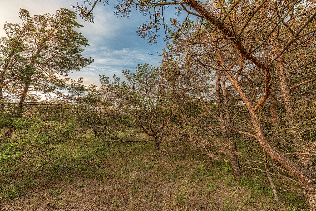 Сосны - Владимир Самсонов
