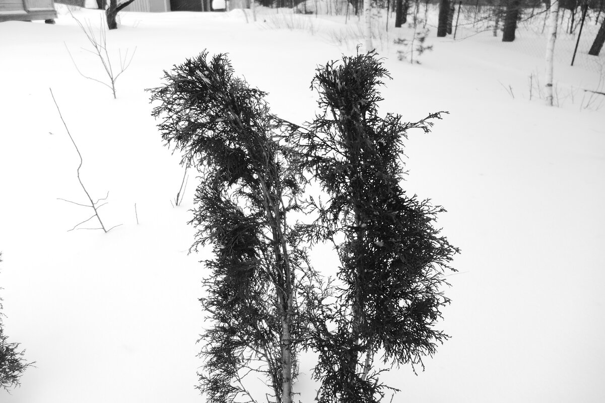 Мечты о ч/б Лейке 7. - Михаил Елочкин