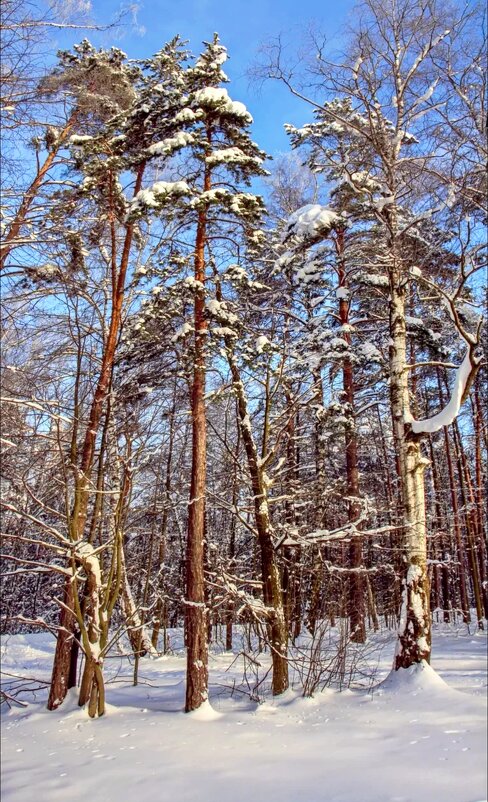 Подмосковье - Тамара Вебер