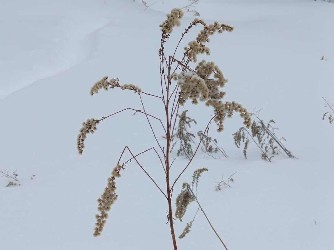 Зимние цветы - Андрей Лукьянов Зимние цветы - Андрей Лукьянов