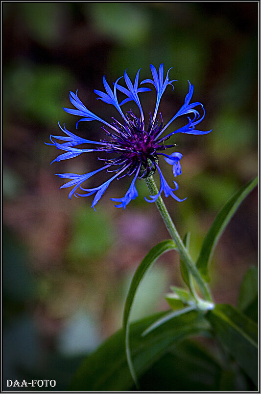 Октябрьский василёк. - Александр Дмитриев Октябрьский василёк. - Александр Дмитриев