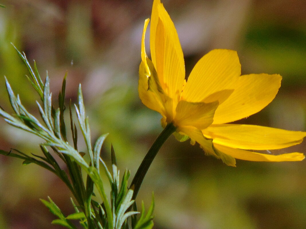 Горицвет весенний. - nadyasilyuk Вознюк
