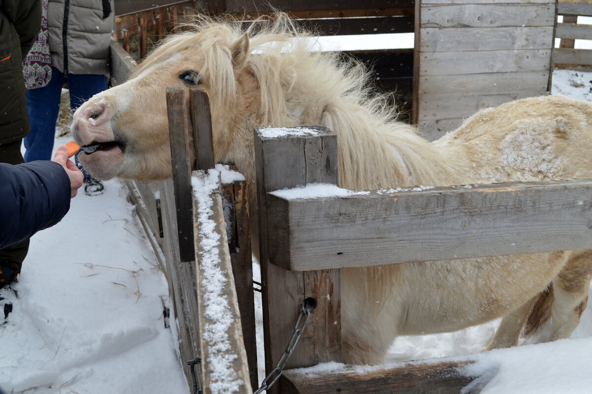 Пони любят морковку - Татьяна Лютаева