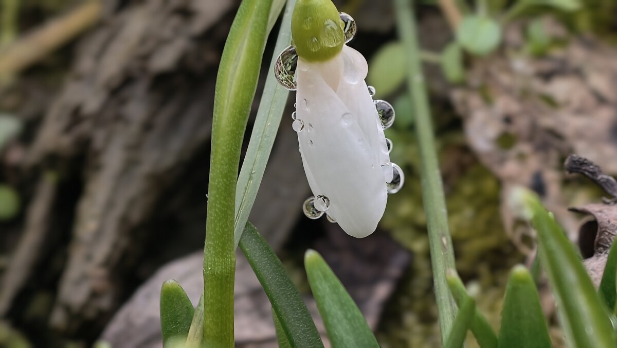 Подснежник в каплях росы - Мариша Подснежник в каплях росы - Мариша