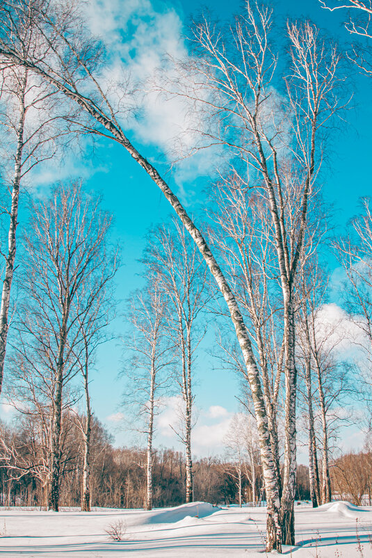 Березки - Роман 