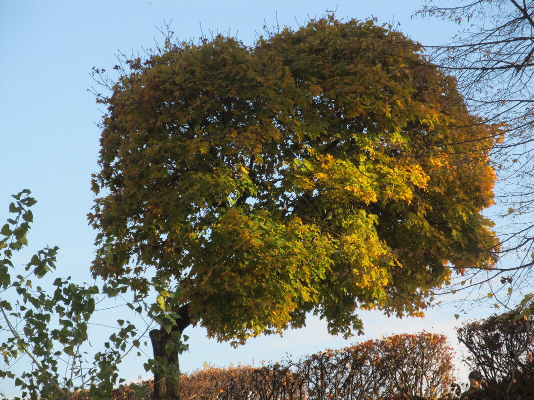 этюд - Елена Шаламова